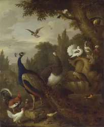 Paon, paonne, perroquets, canari et autres oiseaux dans un parc, v. 1708-10