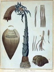 Banane - dans « Voyage en Nubie et en Abyssinie entrepris pour découvrir les sources du Nil pendant les années 1768 à 1772 », par James Bruce, vol. 1, Paris
