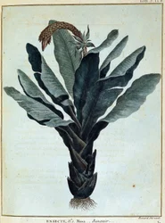 Banane - dans "Voyage en Nubie et Abyssinie entrepris pour découvrir les sources du Nil pendant les années 1768 à 1772", par James Bruce, vol. 1, Paris