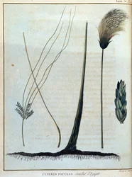 Cyperus papyrus, souche d