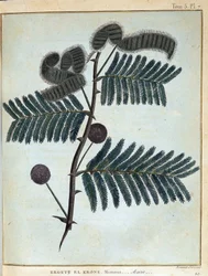 Ergett el Krone, mimosa - acacia - dans "Voyage en Nubie et Abyssinie entrepris pour découvrir les sources du Nil pendant les années 1768 à 1772", par James Bruce, vol. 1, Paris