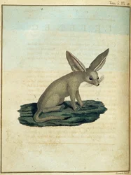 Fennec - dans « Voyage en Nubie et en Abyssinie entrepris pour découvrir les sources du Nil pendant les années 1768 à 1772 », par James Bruce, vol. 1, Paris