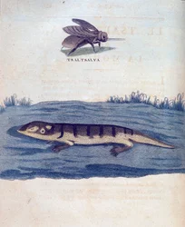 Mouche et lézard - dans "Voyage en Nubie et Abyssinie entrepris pour découvrir les sources du Nil pendant les années 1768 à 1772", par James Bruce, Paris