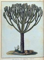 Kol-quall (Kol quall), euphorbia (cactus) - dans "Voyage en Nubie et Abyssinie entrepris pour découvrir les sources du Nil pendant les années 1768 à 1772", par James Bruce, vol. 1, Paris