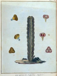 Kol-quall (Kol quall), euphorbia (cactus) - dans "Voyage en Nubie et Abyssinie entrepris pour découvrir les sources du Nil pendant les années 1768 à 1772", par James Bruce, vol. 1, Paris
