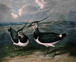Pluviers, planche 9 de British Feather Game, gravé par Charles Turner, publié par R. Ackermann