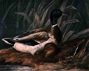 Canards sauvages, planche 5 de British Feather Game, gravé par Charles Turner, pub. par R. Ackermann, c.1810