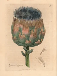 Artichaut à fleurs bleues et violettes, Cynara scolymus, d