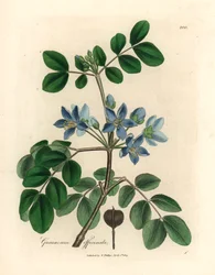 Guaiacum officinale à fleurs bleues, d