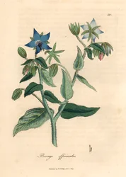 Bourrache à fleurs bleues, Borago officinalis, d