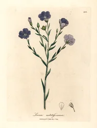 Lin à fleurs bleues, Linum usitatissimum, d