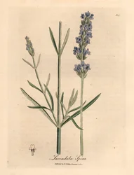Lavande à fleurs bleues, Lavandula spica, d