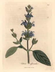 Sauge à fleurs bleues, Salvia officinalis, d