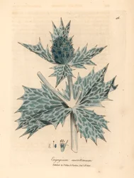 Panicaut maritime à fleurs bleues, Eryngium maritinum, d