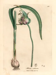Ail cultivé commun, Allium sativum, d