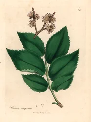 Orme champêtre, Ulmus campestris, d
