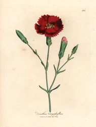 Œillet cramoisi, œillet giroflée, Dianthus caryophyllus, d