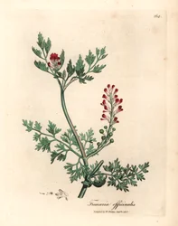 Fumeterre officinale à fleurs cramoisies, Fumaria officinalis, d