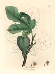 Figuier vert, fruit, feuilles, contour de feuille, Ficus carica, d