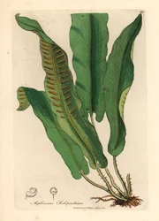 Fougère langue de cerf, Asplenium scolopendrium, d