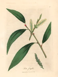 Feuilles et chatons du saule fragile, Salix fragilis, d