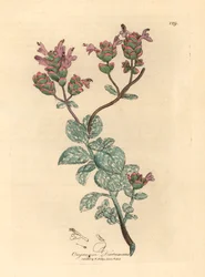 Dictame de Crète à fleurs lilas, Origanum dictamnus, d