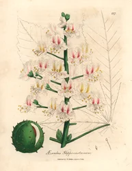 Fleur rose et fruit du marronnier d