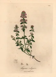 Thym de jardin à fleurs roses, Thymus vulgaris, d