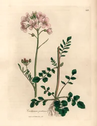 Cardamine des prés à fleurs roses, Cardamine pratensis, d