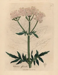 Valériane à fleurs roses, Valeriana officinalis, d