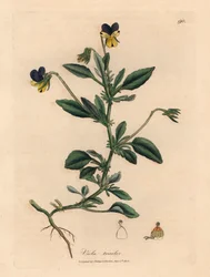Pensée violette et jaune, Viola tricolor, d