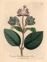 Arbre à écorce rouge du Pérou à fleurs pourpres, Cinchona cortex peruvianus ruber, d