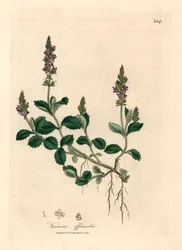 Véronique à fleurs violettes, Veronica officinalis, d