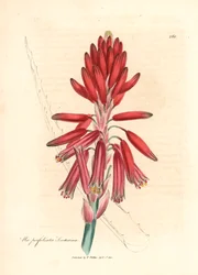 Aloe socotrine, Aloe perfoliata socotorina, d