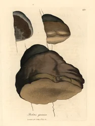 Bolet d