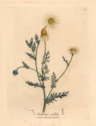Camomille à fleurs blanches et jaunes, Anthemis nobilis, d