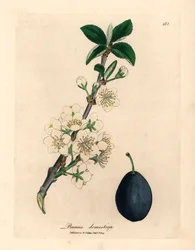 Fleur blanche et fruit du prunier, Prunus domestica, d