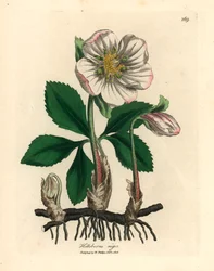 Hellébore noir à fleurs blanches ou rose de Noël, Helleborus niger, d