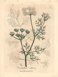Coriandre à fleurs blanches, Coriandrum sativum, d