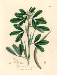 Fenugrec à fleurs blanches avec gousse, Trigonella foenum graecum, d
