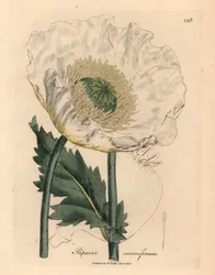 Pavot blanc, Papaver somniferum, d