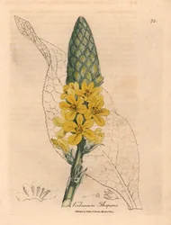 Grande molène à feuilles larges et fleurs jaunes, Verbascum thapsus, d