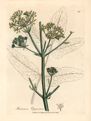 Opopanax à fleurs jaunes ou panais rugueux, Pastinaca opopanax, d