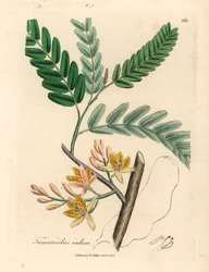 Tamarinier à fleurs jaunes, Tamarindus indica, d