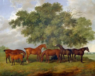 Le Theobald Stud
