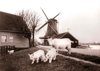 Chèvres, Laandam, Pays-Bas, 1898