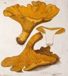 Chanterelle