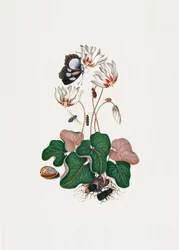 Cyclamen