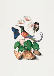 Colibri