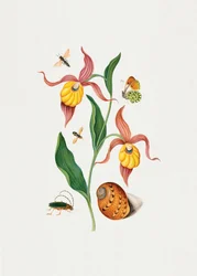 Orchidée « Lady